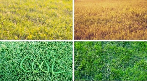 Seasonal Grass Types; Image