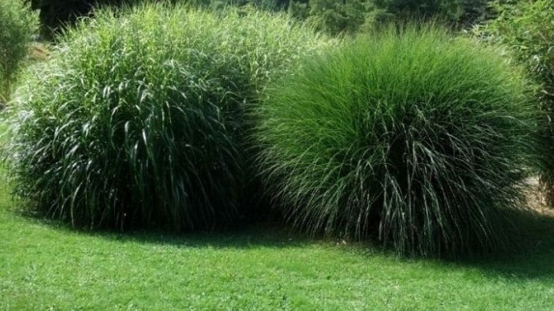 Best Time to Plant Grass Seed | Step By Step Guide