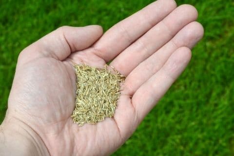 Types of grass seed