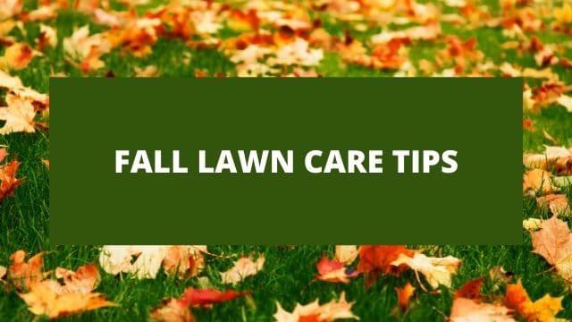 Fall Lawn Care | Essential Fall Lawn Care Tips